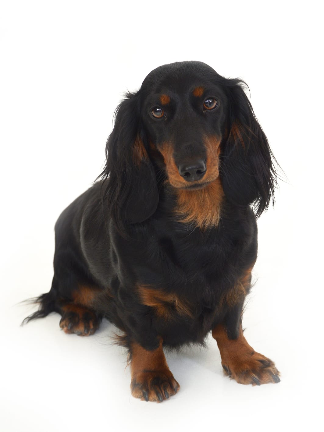 Kora vom Lindenstein