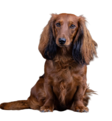 Aylynn vd Zeelandbrug